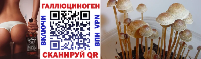 Псилоцибиновые грибы Psilocybe  Нея 